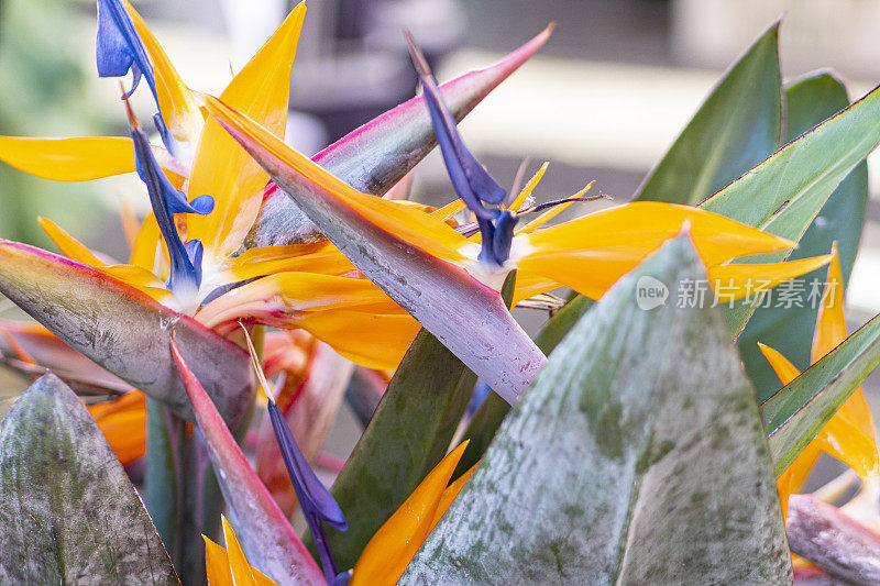 来自留尼旺岛街头市场的极乐鸟(Strelitzia reginae